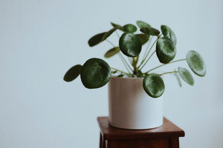 Peperomia vs Pilea