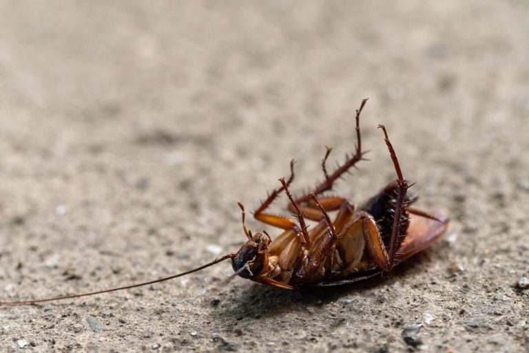 Insecte ressemble au cafard